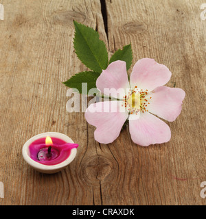 Wild dog rose and a small burning candle on old weathered wood Stock Photo