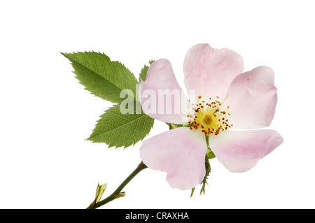 Wild or dog rose flower and leaves isolated against white Stock Photo