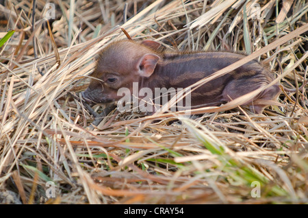 A one day old wild boar piglet (Sus scrofa), shote, Kaziranga National Park, Assam, India, Asia Stock Photo