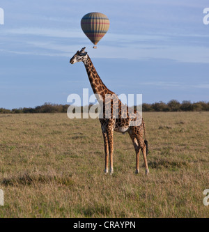 Masai giraffe (Giraffa camelopardalis tippelskirchi) with a hot air balloon over the Masai Mara Nature Reserve in the morning Stock Photo