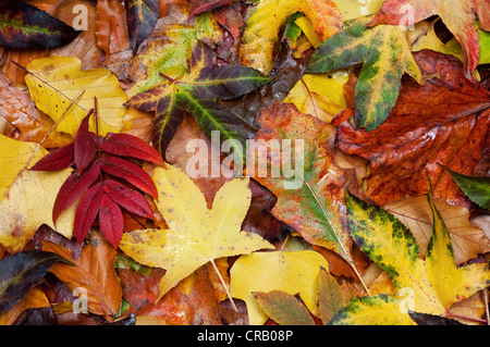 An abstract of autumn leaves Stock Photo