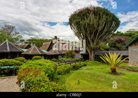Candelabra tree (Euphorbia candelabrum) in the Lake Nakuru Lodge, Lake Nakuru National Park, Kenya, East Africa Stock Photo