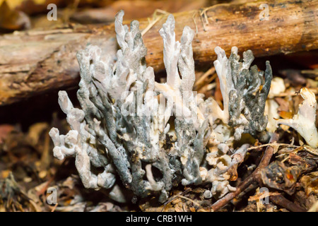 White coral mushrooms grow up through dead leaves and moss in English woodland Stock Photo
