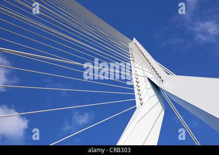 Support cables and pylon of a cable-stayed bridge, Erasmus Bridge, Rotterdam, Holland, Netherlands, Europe Stock Photo
