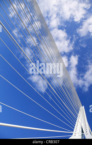Support cables and pylon of a cable-stayed bridge, Erasmus Bridge, Rotterdam, Holland, Netherlands, Europe Stock Photo