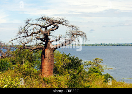 Baobab tree (Adansonia digitata) on the Chobe River at Ngoma Bridge in Ngoma, border to Botswana Stock Photo