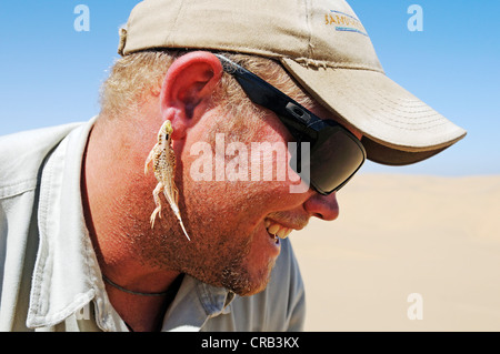 Shovel-snouted lizard (Meroles anchietae) has bitten a travel guide and now is hanging on his ear,  National Park, part of the Stock Photo