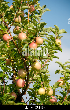 Apples hanging off the branch in an apple orchard Stock Photo