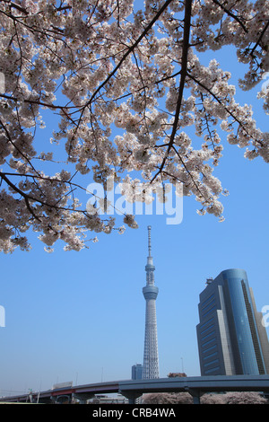 Tokyo sky tree and cherry blossom in japan Stock Photo