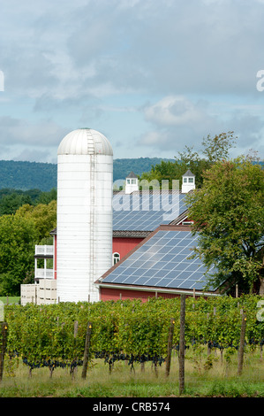 Barn and Row of grapes on a vineyard Stock Photo