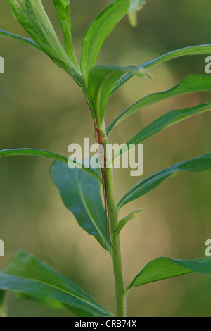 Long Jawed orbweaver spider hiding on plant stem. (Tetragnatha sp.) Stock Photo