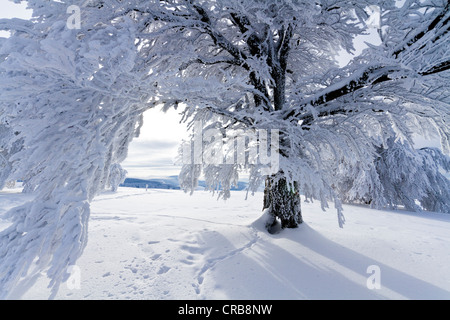 Beech tree (Fagus) covered with rime on Schauinsland mountain, snow, near Freiburg im Breisgau, Black Forest mountain range Stock Photo