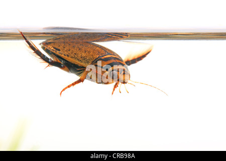 Great Diving Beetle (Dytiscus marginalis) Stock Photo