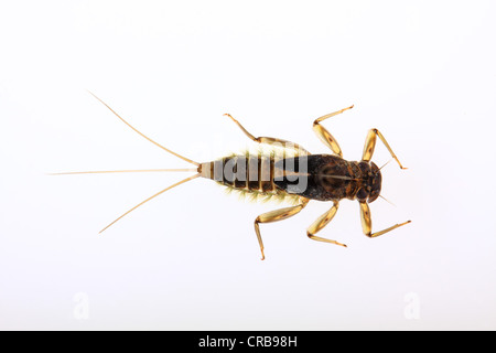 Larva of the Mayfly (Ephemeroptera), larvae living under water Stock Photo