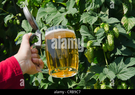 Hand holding a beer mug or stein in a hop garden, Mainburg, Hallertau, Bavaria, Germany, Europe Stock Photo