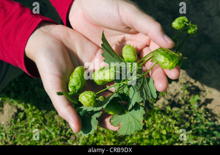 Hands holding Hops (Humulus), Hallertau, Holledau or Hollerdau area, Mainburg, Bavaria, Germany, Europe Stock Photo