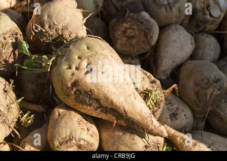 Sugar beet (Beta vulgaris var. altissima) Stock Photo