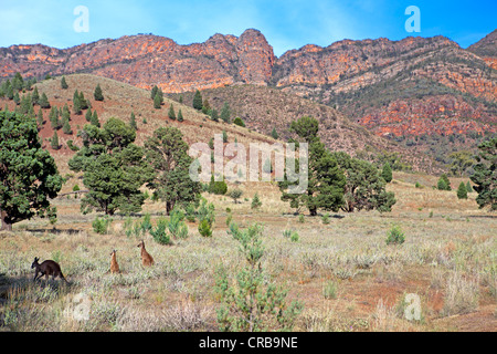 Kangaroos beneath the Elder Range in South Australia's Flinders Ranges Stock Photo