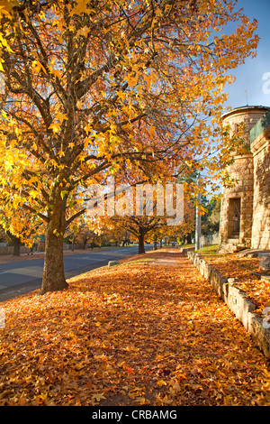 Autumn colours outside Beechworth prison in Victoria's High Country Stock Photo