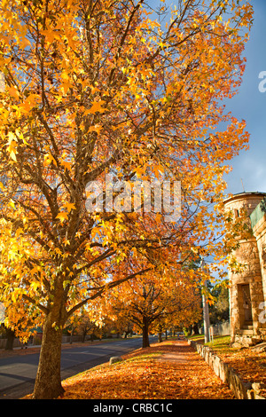 Autumn colours outside Beechworth prison in Victoria's High Country Stock Photo