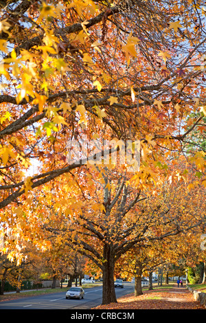 Autumn colours in Beechworth in Victoria's High Country Stock Photo