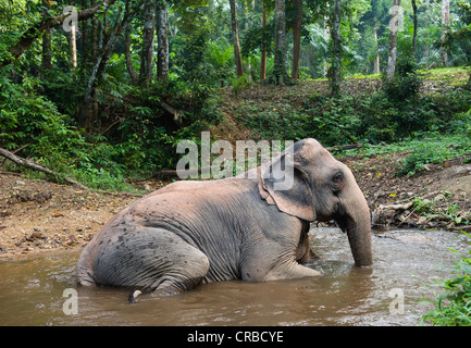 Asian Elephant (Elaphus maximus) having a bath in the jungle, Khao Phanom Bencha National Park, Krabi, Thailand, Asia Stock Photo