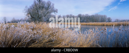 Hoarfrost of the Isar river in winter, Landshut, Lower Bavaria, Bavaria, Germany, in Europe Stock Photo