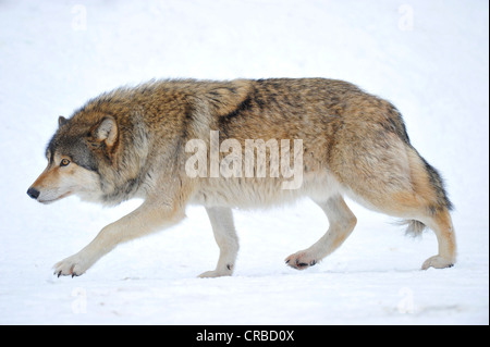 Mackenzie Valley Wolf, Canadian Timberwolf (Canis lupus occidentalis) in the snow, Bavarian Forest National Park