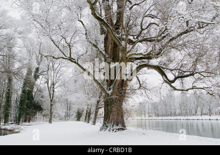 Old tree with hoar frast on the Isar river in winter, Landshut, Lower Bavaria, Bavaria, Germany, Europe Stock Photo