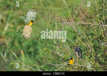 Village Weaver - Black-headed Weaver - Spotted-backed Weaver (Ploceus cucullatus) on the top of the nest at Lake Baringo Stock Photo