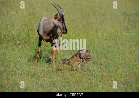 Topi (Damaliscus lunatus topi) new born calf trying to stand up Masai Mara game reserve Kenya - East Africa Stock Photo