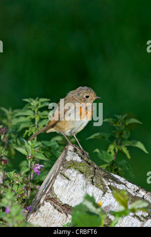 European Robin [ Erithacus rubecula ] juvenile bird on log Stock Photo ...