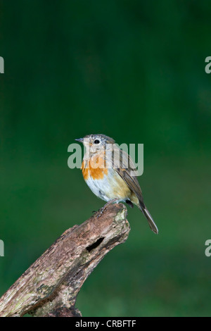 European Robin [ Erithacus rubecula ] juvenile bird on log Stock Photo ...