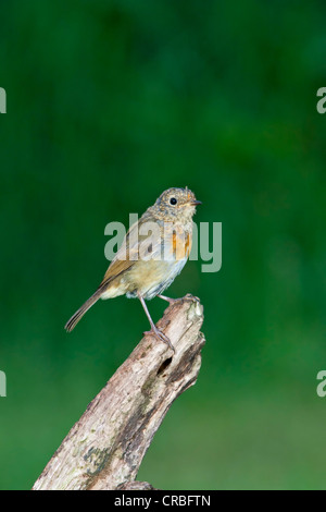 European Robin [ Erithacus rubecula ] juvenile bird on log Stock Photo ...