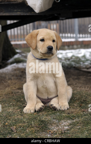 Blonde Labrador Retriever puppy sitting on grass Stock Photo