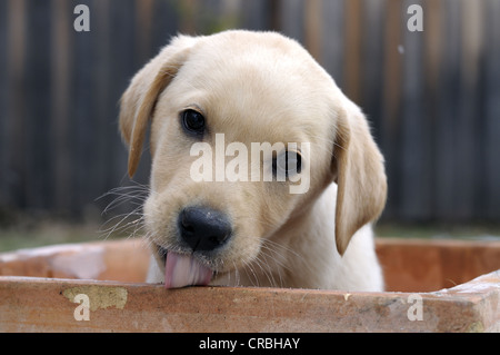 Blonde Labrador Retriever puppy sitting in a flower pot Stock Photo