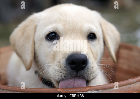 Blonde Labrador Retriever puppy sitting in a flower pot Stock Photo