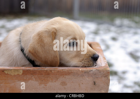 Blonde Labrador Retriever puppy sitting in a flower pot Stock Photo