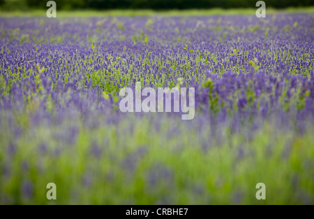 Lavender Fields at Heacham in Norfolk Stock Photo