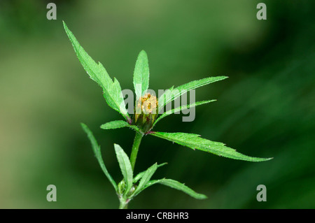 TRIFID BUR-MARIGOLD Bidens tripartita (Asteraceae) Stock Photo