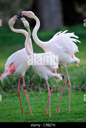 Fighting Pink Flamingos (Phoenicopterus ruber roseus) Stock Photo
