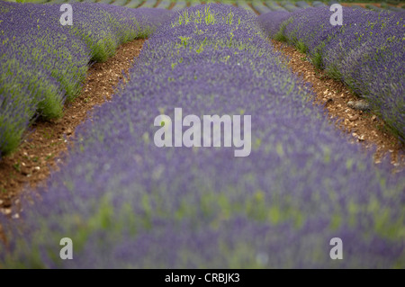 Lavender Fields at Heacham in Norfolk Stock Photo