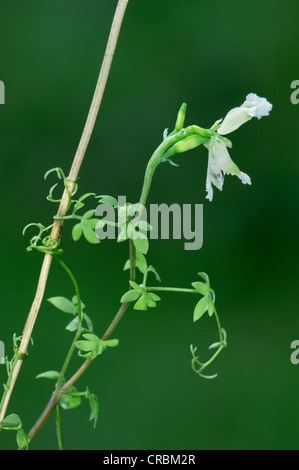 CLIMBING CORYDALIS Ceratocapnos claviculata (Fumariaceae) Stock Photo