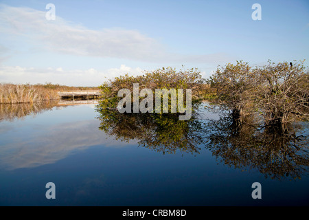 Typical vegetation along the Anhinga Trail reflected in the water, Everglades National Park in Florida, USA Stock Photo