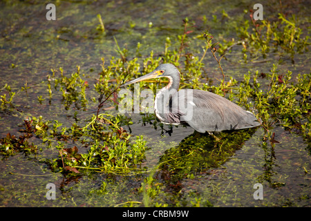 Striated Heron (Butorides striata) in the Everglades National Park in Florida, USA Stock Photo