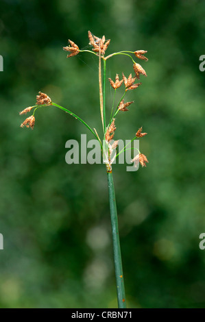 Trivalidus Spikelets of River Club Rush (Schoenoplectus Validus Stock Photo - Alamy