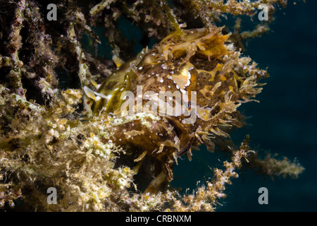 A well hidden Frogfish lurks close to the surface on a weed covered buoy line awaiting the chance to ambush its next meal. Stock Photo