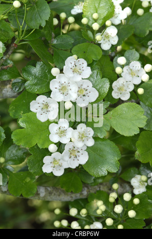 Midland Hawthorn Crataegus laevigata (Rosaceae) Stock Photo