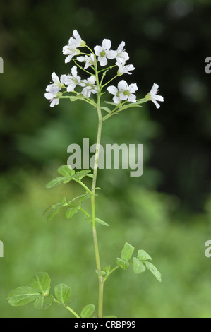LARGE BITTER-CRESS Cardamine amara (Brassicaceae) Stock Photo