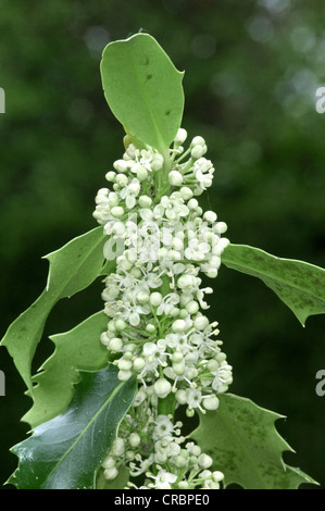 HOLLY Ilex aquifolium (Aquifoliaceae) Stock Photo